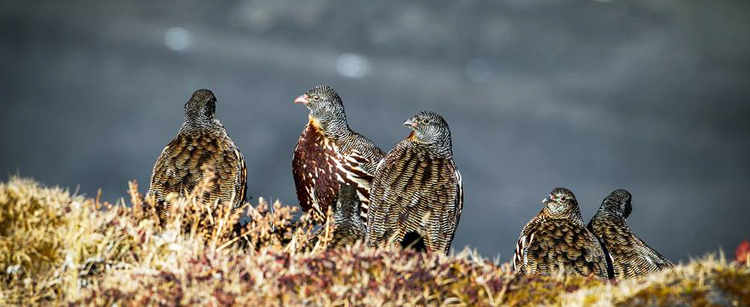 Birds in Sangti Valley