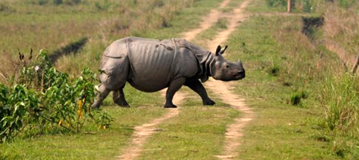 Kaziranga National Park