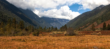 Birding in Sangti Valley