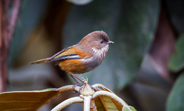 Eaglenest - Nameri Birding