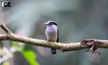 Manas - Kaziranga Birding