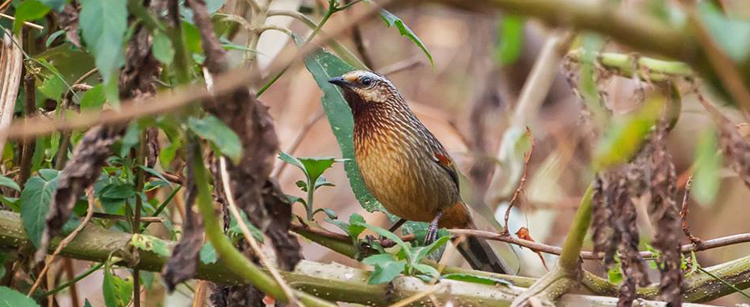 Nagaland Birding, Nagaland Birding Tours, Birding in Nagaland